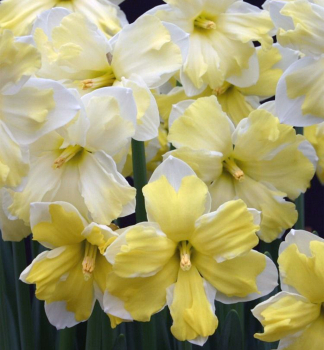 Narcis ve�kokvet� �CASSATA�, 5 ks v balen�