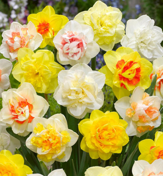 Narcis plnokvetý ´MIX´ 10 ks v balení