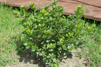 Azalea japonica ´SCHNEEPERLE