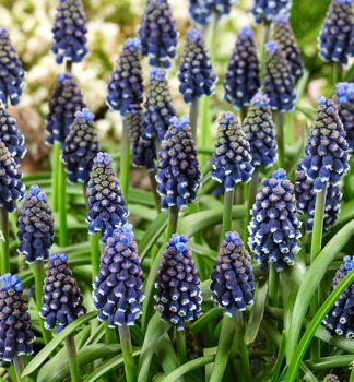 Modrica armnska NIGHT EYES 10 ks v balen