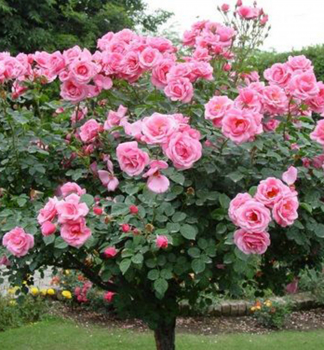 Ruža stromčeková ´RUŽOVÁ´ na kmienku 110 cm,  kont. 4 l