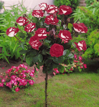 Ruža stromčeková ´OSIRIA´ na kmienku 110 cm, zemný bal