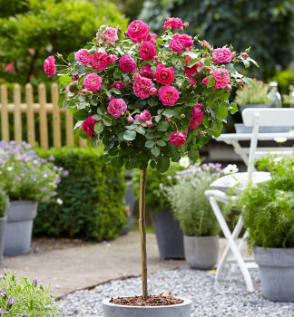Ruža stromčeková ´EMINENCE´ na kmienku 100 cm, kont. 7 l