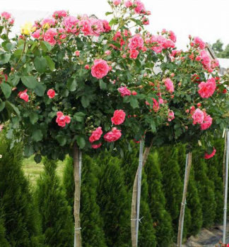 Ruža stromčeková ´KIMONO´, na kmienku 100 cm, kont. 3 l