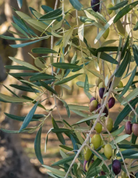 Olivovn�k eur�psky �BRUNELLA� 60-70 cm, kont. 2 l