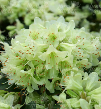 Obr�zok (1)