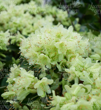 Obr�zok (6)