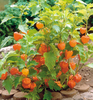 Machovka peru�nska �GOLDVITAL�, kont. 1 l