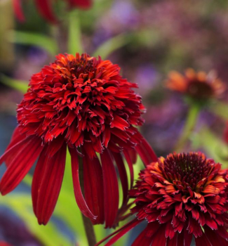 Echinacea hybridn� �HOT PAPAYA��, kont. 0,5 l