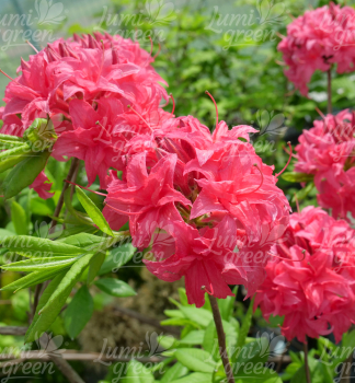Obr�zok (10)