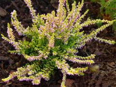 Obr�zok (6)
