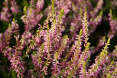 Obr�zok (1)