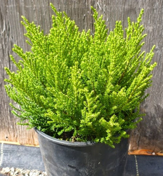 Hebe v�dyzelen� �GOLDEN ESK� kont. 0,5 l