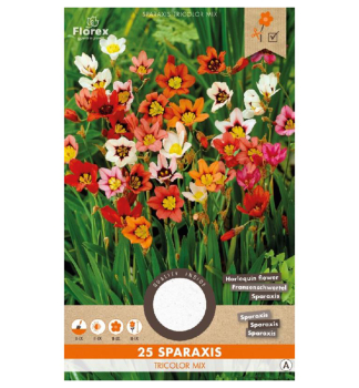 Cibule - Cig�nsky kvet, 25 ks v balen�