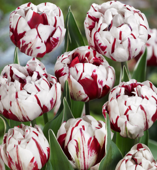 Tulipán ´CARNAVAL DE NICE´ 5 ks v balení