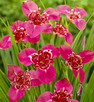 Cibule -Tigr�dia 'DARK PINK', 20 ks v balen�