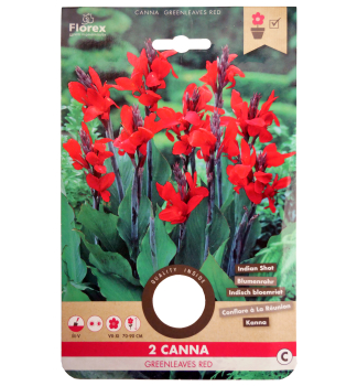 Cibule - Kana indick� 'GREENLEAVED RED', 2 ks v balen�