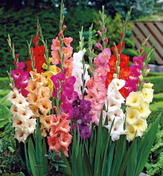 Cibule - Me��k (Gladiolus) �LARGE FLOWERED MIX�, 50 ks v balen�