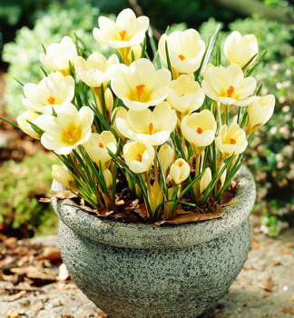 Krokus botanick� �CREAM BEAUTY� 10 ks v balen�