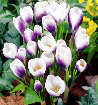 Krokus botanick� �PRINS CLAUS CHRYSANTHUS� 10 ks v balen�
