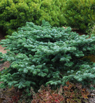 Jed�a ��bezn� �SPREADING STAR� 30-40 cm, kont. 7,5 l