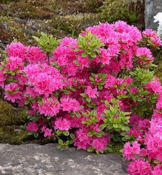 Azalka japonsk� �AMOENA� 20-30 cm, kont. 4 l