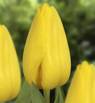 Tulipn STRONG GOLD 5 ks v balen