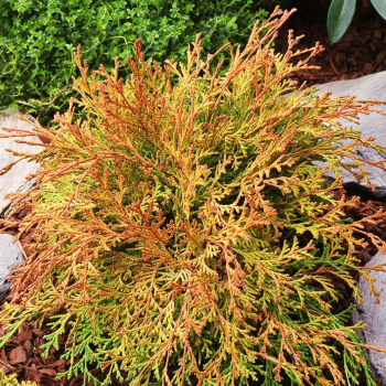 Obr�zok (5)