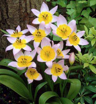 Tulip�n botanick� SAXATILIS 10 ks v balen�