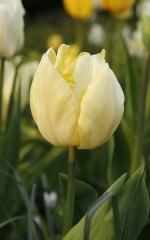 Obr�zok