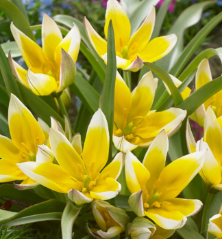 Tulip�n botanick� �TARDA DASYSTEMON� 10 ks v balen�