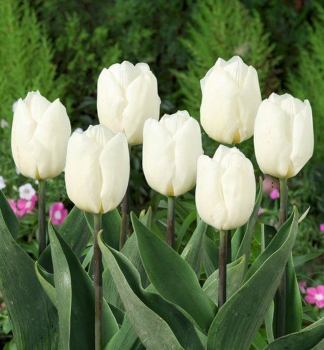 Tulipán ´WHITE PRINCE´ 5 ks v balení