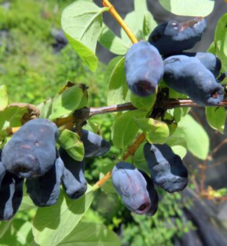 Zemolez kam�atsk� �STRAWBERRY SENSATION� 50-60 cm, kont. 2 l