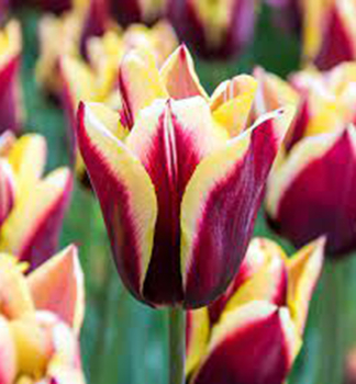 Tulipán ´GAVOTA´ 5 ks v balení