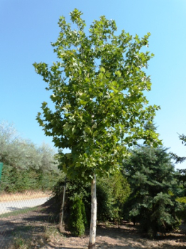 Platan javorolist� 220-230 cm, kont. 15 l