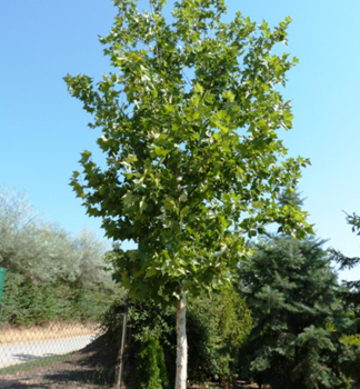 Platan javorolist� 220-230 cm, kont. 15 l