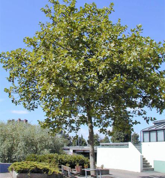 Platan javorolist� 220-230 cm, kont. 15 l