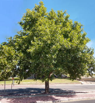 Platan javorolist� 220-230 cm, kont. 15 l