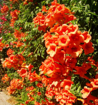 Tr�bkovec kore�uj�ci �RED TRUMPET� 40-50 cm, kont. 3 l