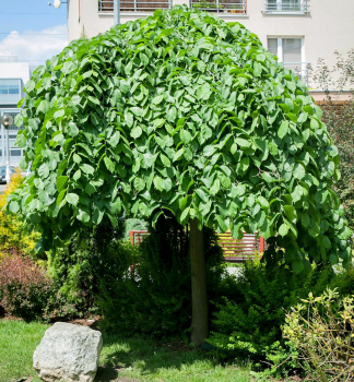 Brest horsk� �CAMPERDOWNII� na kmienku 180 cm, kont. 12 l