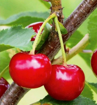 �ere��ovi��a� KORUND� podp. mahalebka, vo�nok.