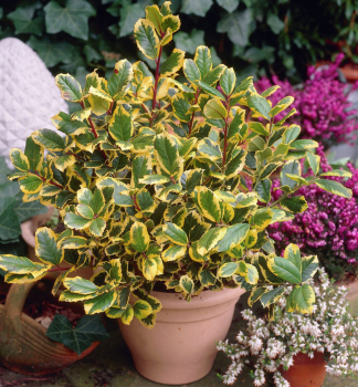 Cezm�na altaclerentsk� �GOLDEN KING� 20-30 cm, kont. 2,5 l