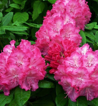 Rododendron hybridný ´GERMANIA´ 40-50 cm, kont. 10 l