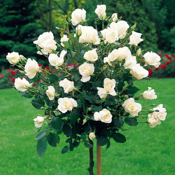 Ruža stromčeková ´VIRGO´ * na kmienku 100 cm, zemný bal