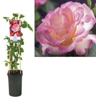 Ruža popínavá ´PINK CANDY´ * 50-60 cm, kont. 2 l