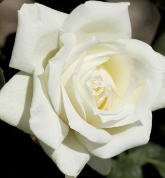 Ruža veľkokvetá kríková ´VIRGO´ *, 15-20 cm, zemný bal