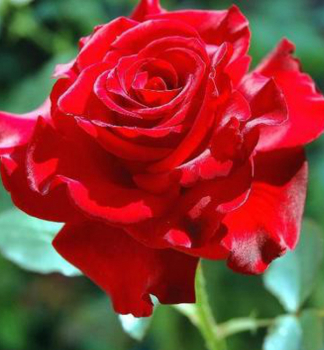 Ruža veľkokvetá kríková ´QUEEN OF BERMUDA´ * 15-20 cm, zemný bal
