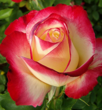 Ruža veľkokvetá kríková ´DOUBLE PARFUM´ **** 15-20 cm, zemný bal