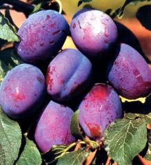 Slivka skor� ��A�ANSK� RAN�� podp. 29C, 200-220 cm, kont. 2 l