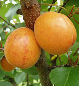 Marhua LEALA podp. myrobaln, vonok.